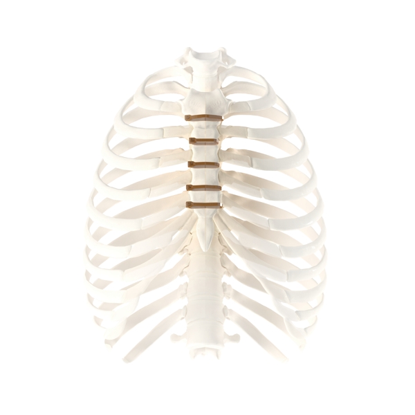PEEK Sternal Closure Band