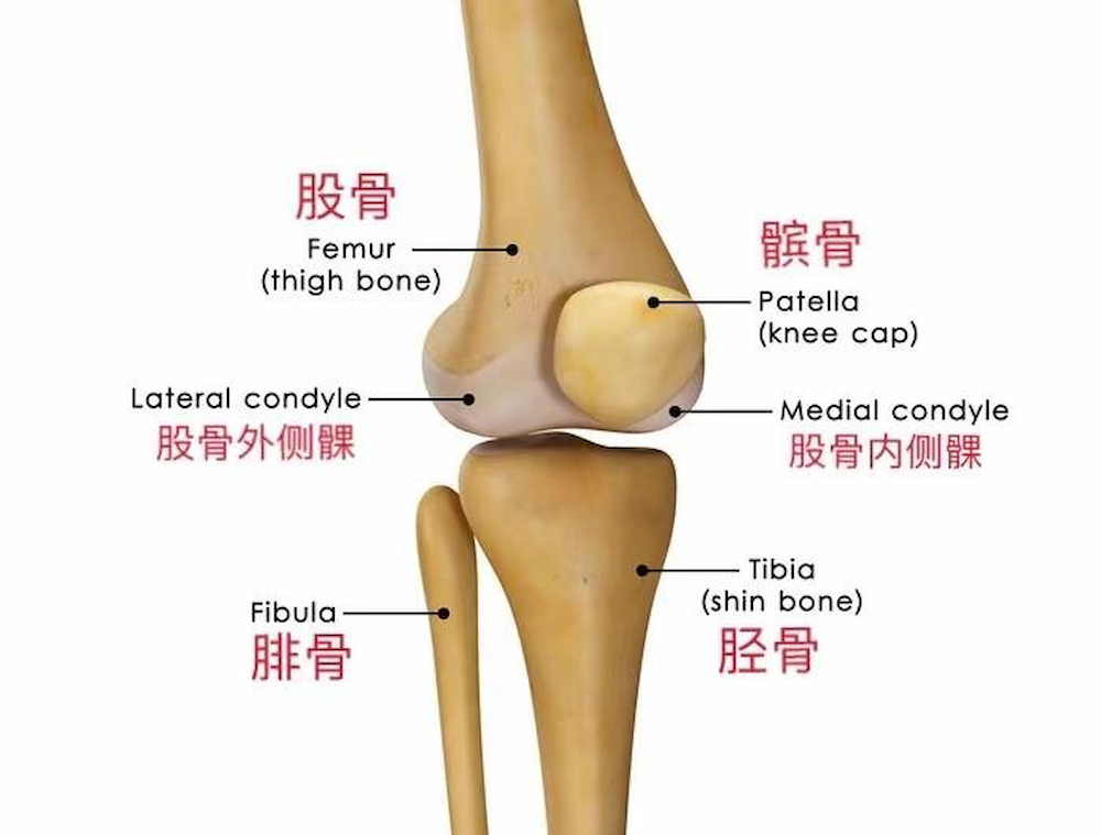 Knee Replacement